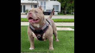 American bully is good family dog 😍 | American bully #shorts