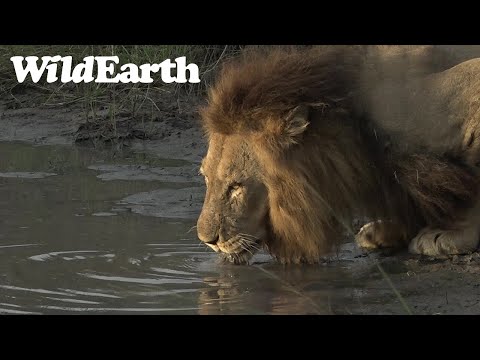 WildEarth - Sunset  Safari - 04 April 2022