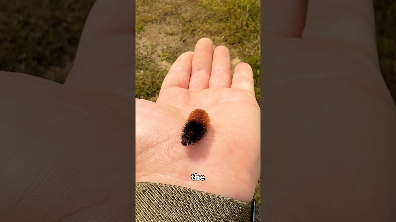 Can caterpillars predict the weather? 🐛