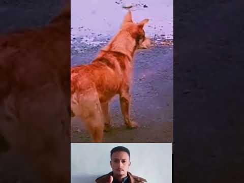 شاهد كيف فعلت هذه الفتاه رشفة رحمة لايك اشتراك الرفق بالحيوان