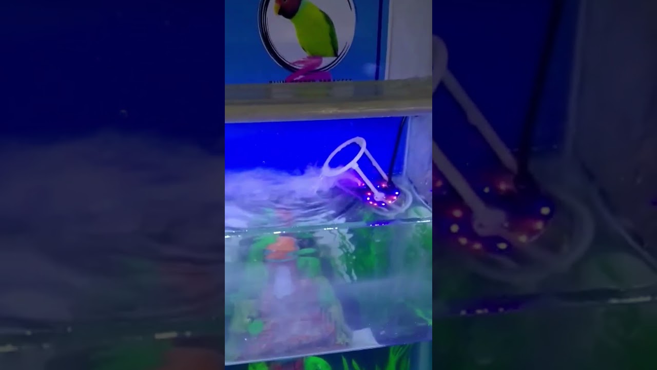 Mist maker in aquarium 🥰