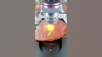 ハムを400倍に拡大すると本当にすごい！   #microscope #science #sciencemicroscope
