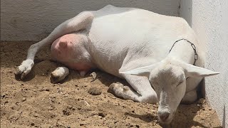 EXPOSIÇÃO DE OVINOS E CAPRINOS EM SUMÉ PARAÍBA 