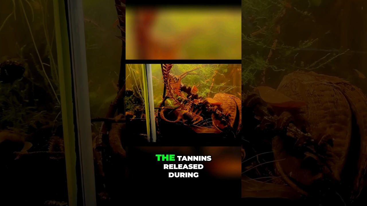How Tannins Benefit Your Aquarium's Water Quality 🥃 