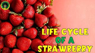 Strawberry Life Cycle | All about Strawberries