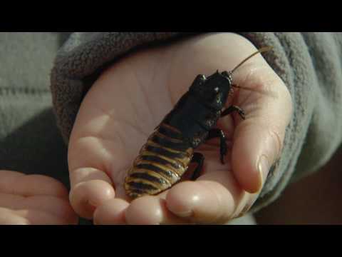 Video: Vad är Skadan Från Insekter