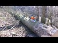 Forest job / Těžba a manipulace v lese Stihl 462 a Husqvarna 359 #110