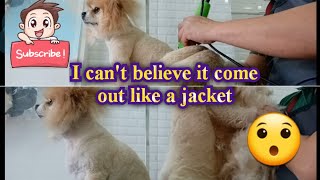 Pompom dog have supper matted hair got shaved|i can't believe i will come like a jacket| #matteddog by Groomers Archive 134 views 11 months ago 9 minutes, 10 seconds
