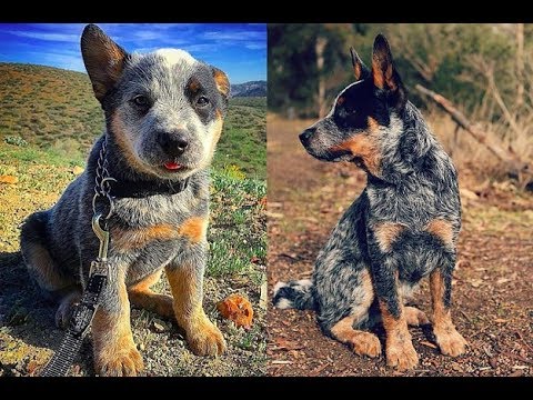 Blue Heeler Size Chart