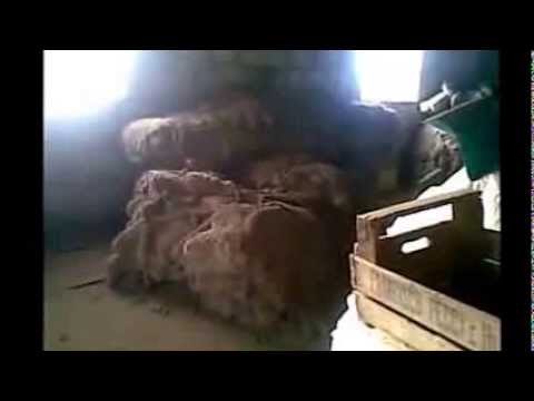 Cuero de puma patagónico - YouTube