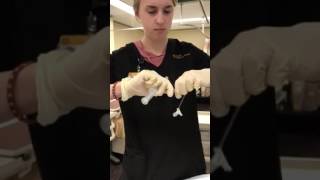 IV Insertion Mastery