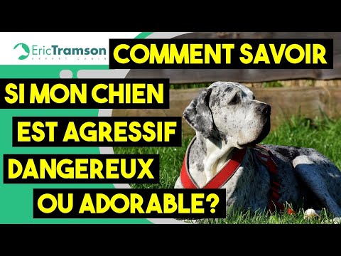 Vidéo: Comment savoir si un chien va être agressif