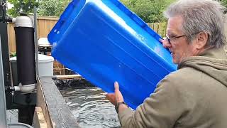 The IBC Tank fish moved over to their new home #newforestkoi #twistedkoi#freindsforever #koi