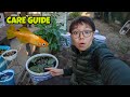 How To Care For Japanese Rice Fish - Everything You Need To Know About Medaka Fish