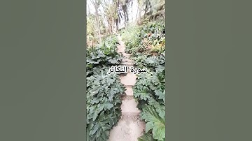 سورة التكاثر #اكسبلور #mountains #تيك_توك #flowers #لايك #تصويري #ترند #طبيعه #turtle