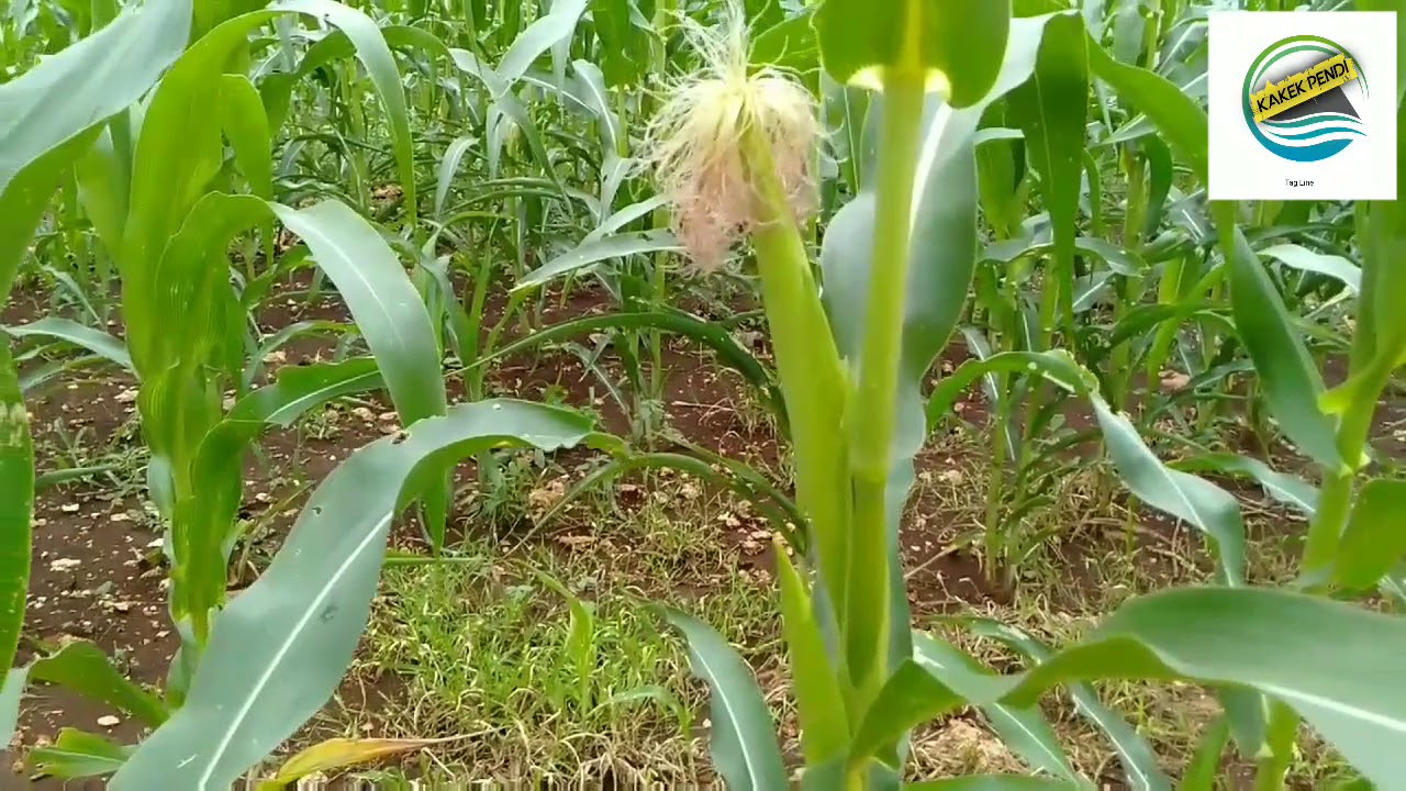 TAHUN BARUAN DENGAN SI RAMBUT JAGUNG 