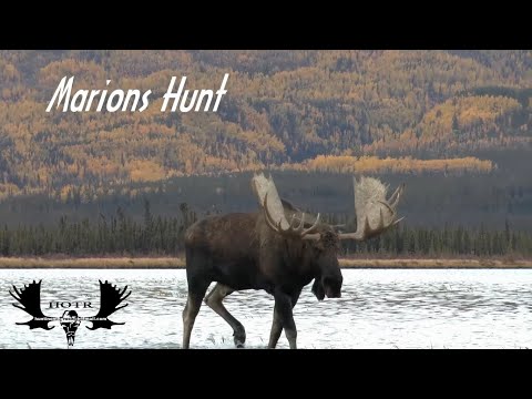 Marion's Giant Yukon Moose hunt.