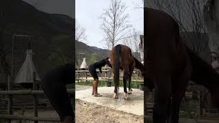 E voi li avevate mai visti? 😱 #beans #horse #cavalli