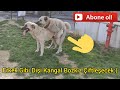 KANGAL BOZKIZ DİŞİYLE ÇİFTLEŞECEK :) DAYIDAN HİÇ DUYULMAYAN GANGAL ÖZELLİKLERİ