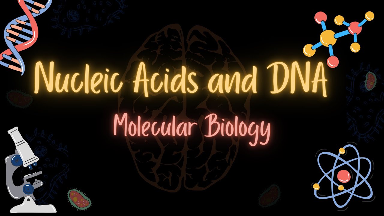 Nucleic acids and DNA - الاحماض النووية والدنا - MOLECULAR BIOLOGY - تعلم بالعربي