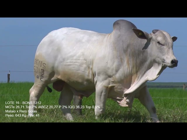 LOTE 16   BONS 5312