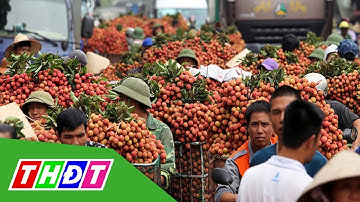 Tái diễn tắc đường mùa vải thiều Lục Ngạn | THDT