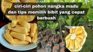 Ciri-Ciri Nangka Madu, Dan Tips Cara Memilih Bibit Nya