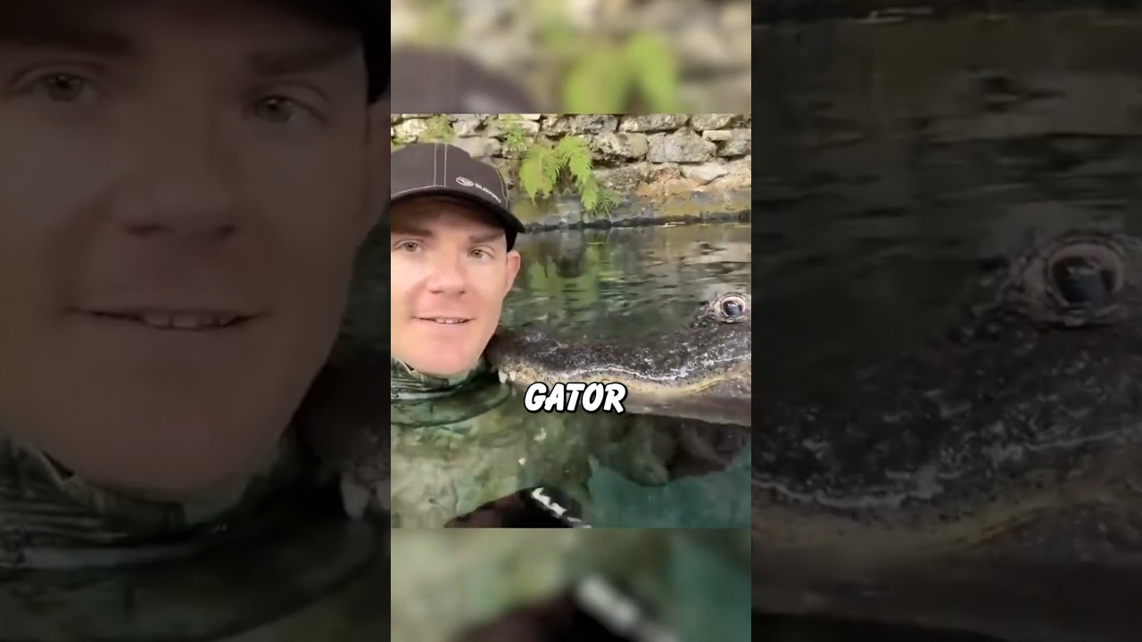Почему этот аллигатор не нападает на этого парня?! 🐊😳