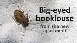 Cerobasis guestfalica - uncommon booklice species from the new apartment