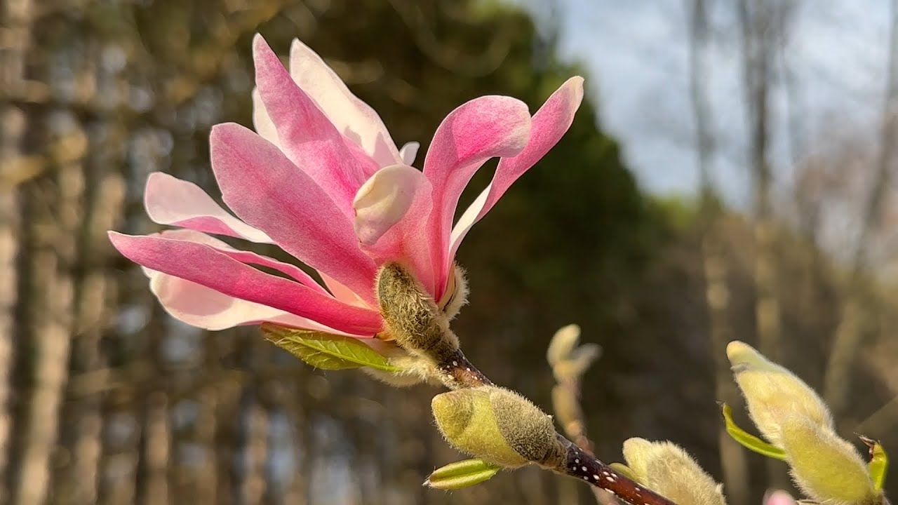 Leonard Messel Magnolia - A Big Splash of Colour For Your Drab Spring Garden.