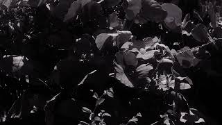 FILMBOARD: Microtonal Study #1 - 18ifdo — Inverse-Arithmetic Frequency Division of the Octave