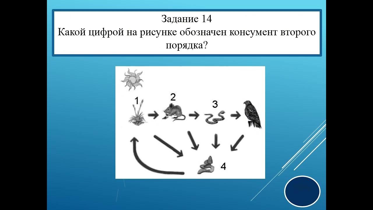 Задание 15 огэ биология. Первое задание ОГЭ биология. ОГЭ по биологии 2022. 16 Задание ОГЭ по биологии. 1 Задание ОГЭ биология.