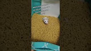 Mochi in the Macaroni