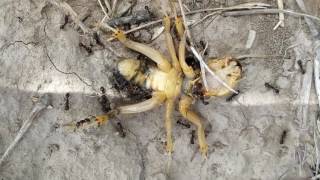 Mole Cricket Verses Ants