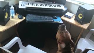 Dog barking at his own echo