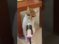 Cute meow cats 😻💞😻#cat #catlover #cute #kitten #meow #viralvideo #viralshorts