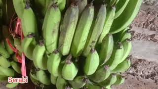 Download Lagu ful album Dian piesesha MP3