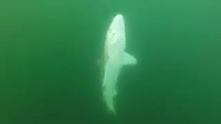 6 horrifying shark encounters part 4