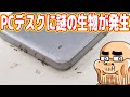 吉田のPCデスク、謎の生物に侵略される(´;ω;｀)