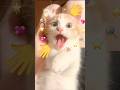 きゅるきゅるのんしゃん#cat #cats #猫 #猫のいる暮らし #ミヌエット #里親