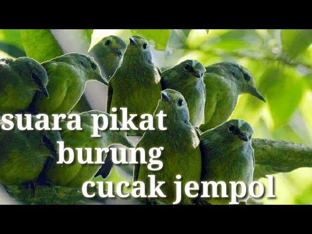 suara pikat burung opior / cucak jempol ampuh class=