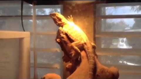 Repticon pickups