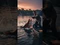 Arapaima