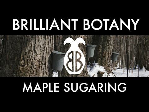 An Intro to Maple Sugaring