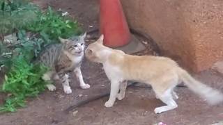 חתולים רבים ומתגוששים Cats quarreling and wrestling