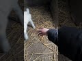 Growing together with my goats  #agrobusiness #goat #theothersideofmakebelieve