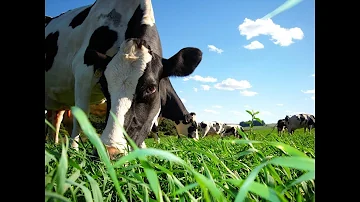 Como calcular período de serviço de uma vaca?