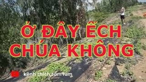 🔴 Câu Êch Mùa Nước Nổi . tam nông tập 2