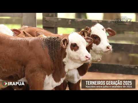 TERNEIROS GERAÇÃO 2025
