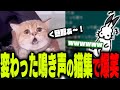 「変わった鳴き声の猫集」を見て爆笑するドコムス【ドコムス雑談切り抜き】